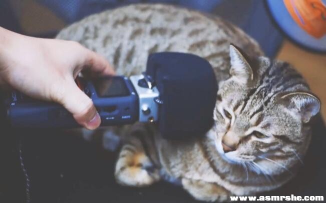 像似把头埋进猫咪的身体的声音 助眠减压ASMR-助眠云视听